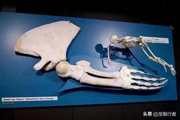 最懷才不遇的生物物理學家,發現全新生命種類,創立另類生命之樹 最懷才不遇的生物物理學家,發現全新生命種類,創立另類生命之樹