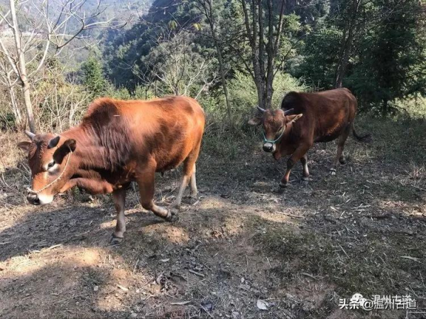 探幽臥龍峽，領略旖旎的山光水色