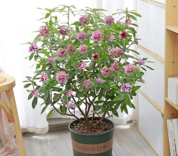 臥室養花“講究大”,4種“漂亮花”對身體傷害大,儘早搬出去 臥室養花“講究大”,4種“漂亮花”對身體傷害大,儘早搬出去