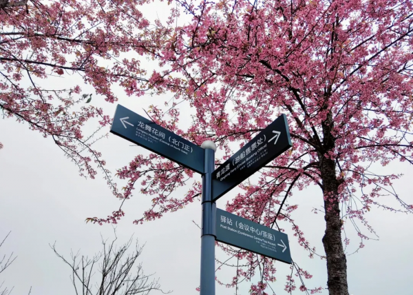 速來打卡！青龍湖超美冬櫻花上線~