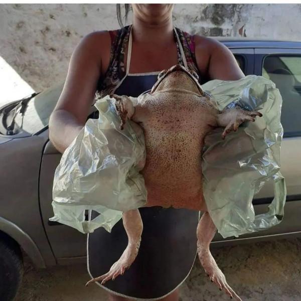 動物界中的龐然大物抓拍,都是動物界中的扛把子,無比壯觀震撼 動物界中的龐然大物抓拍,都是動物界中的扛把子,無比壯觀震撼