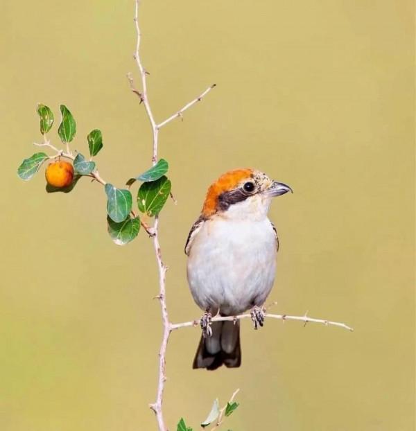 這樣的鳥圖，誰不想擁有？