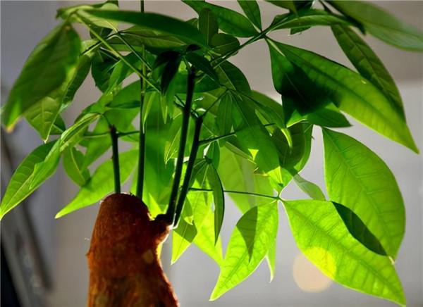 發財樹葉子枯黃、長斑、營養不良,應該怎麼補救 發財樹葉子枯黃、長斑、營養不良,應該怎麼補救