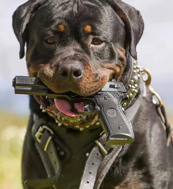 狗狗最新智商排名公佈