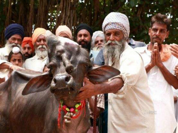 印度媒體報道的事件 印度男子對牛行為不當 法官的宣判出乎意料