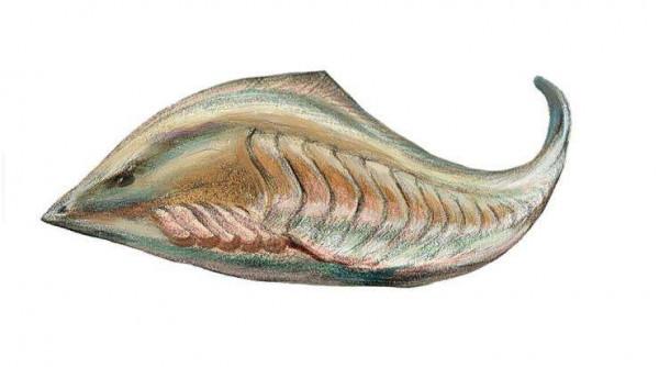 所有脊椎動物包括人類的遠古始祖——昆明魚