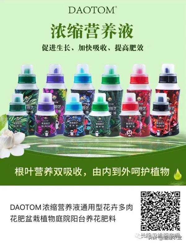 冬天給多肉怎麼養護,讓它美麗又動人!做好這幾點就夠了 冬天給多肉怎麼養護,讓它美麗又動人!做好這幾點就夠了