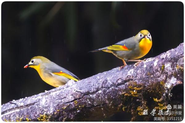 又爾書堂：紅嘴相思鳥一一忠貞愛情的楷模