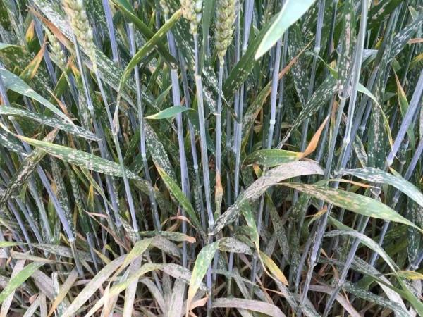 既能控旺又能防病的殺菌劑，效果比戊唑醇好不少，種植戶不能錯過