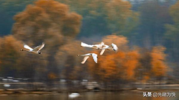 初冬的天鵝湖美成了一幅畫