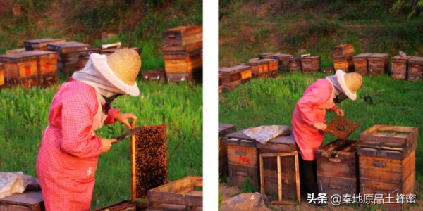 為什麼養蜂老齡化越來越嚴重「①意蜂農篇」
