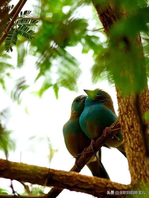 分享——比翼鳥
