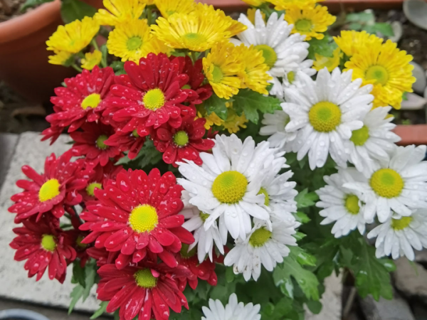 秋天病蟲害氾濫，自制養花殺蟲水，3天就見效