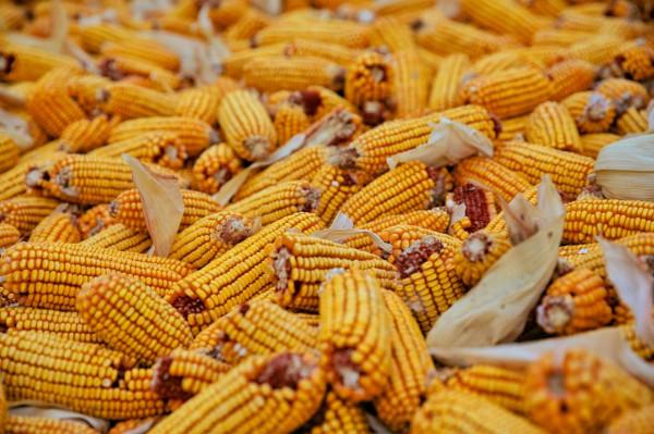 為什麼玉米收穫前不能削葉打頂，常用的促增產方法有哪些？