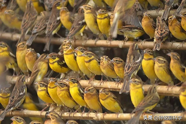 麻雀高達16億隻，沒有滅絕風險還偷吃農作物，我國為什麼要保護？