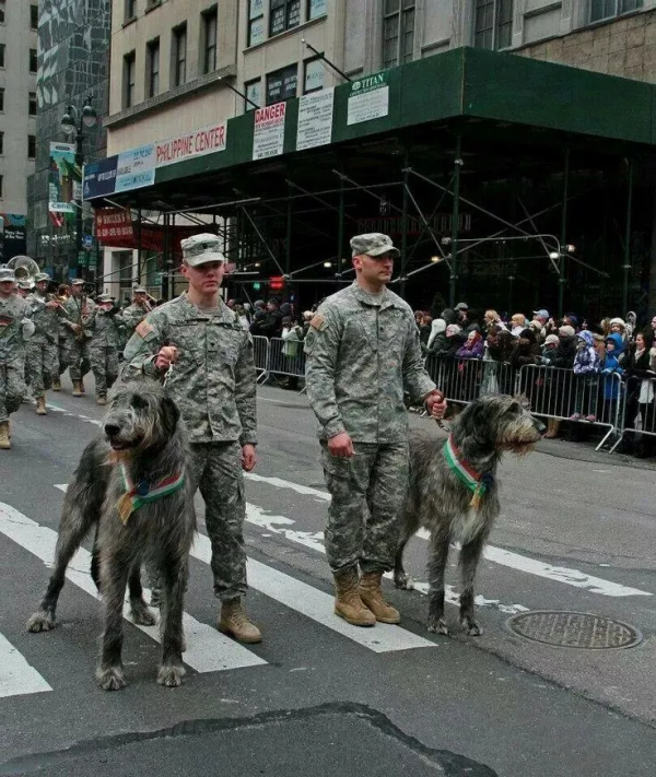 他是巨型犬中的戰鬥機，天生獵殺惡狼，現已成為軍犬中頂級猛犬