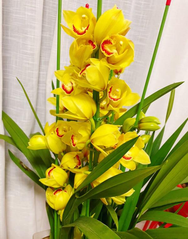 新年養&OpenCurlyDoubleQuote;3種花&rdquo;，喜慶漂亮好打理，花朵大葉片美，冬季大放光彩