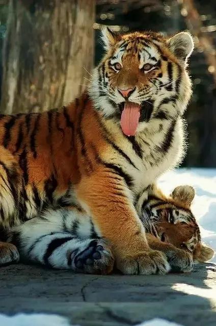 圖片分享：千姿百態的虎照來了，實屬精彩，值得收藏