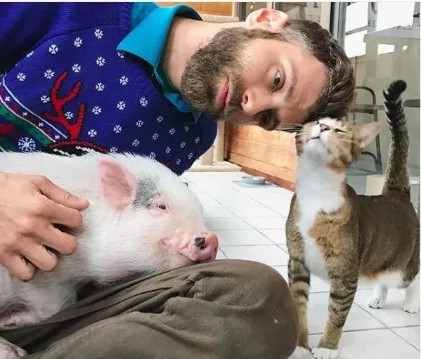 被殘疾貓媽養大的小豬,堅定地認為自己是隻貓,網友:豬咪? 被殘疾貓媽養大的小豬,堅定地認為自己是隻貓,網友:豬咪?