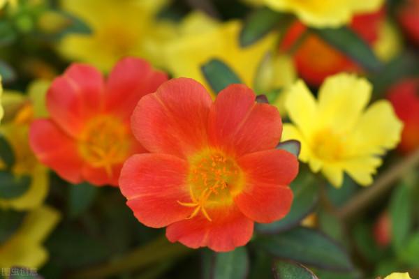 17種“怕凍”花，天冷早點收屋裡，小心變“空盆”