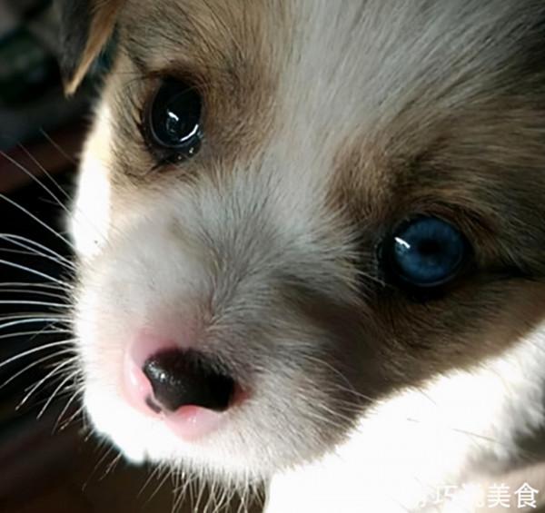 流浪小奶狗蜷縮在公交站瑟瑟發抖，女孩被萌化了抱回家