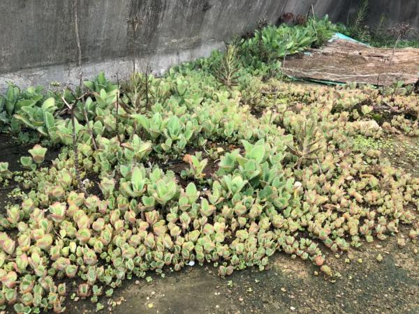 5種漂亮花，自我繁殖力真強，一棵花搖一搖，爆滿小崽花滿地