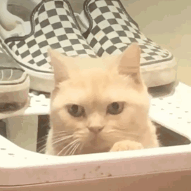 貓砂盆放在哪裡比較好？哪些地方一定不要放貓砂盆？