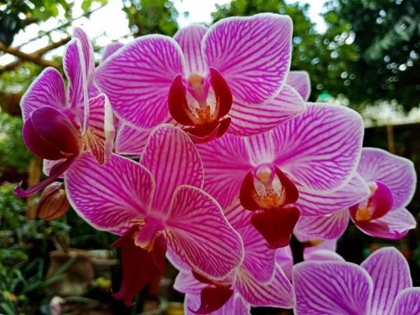 #陽臺小花園#又添新品種