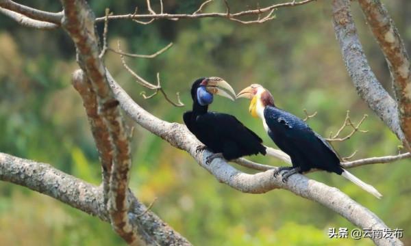 #網聚雲南相約COP15#雲南這個縣輕鬆湊齊Ⅰ級國保動物九宮格
