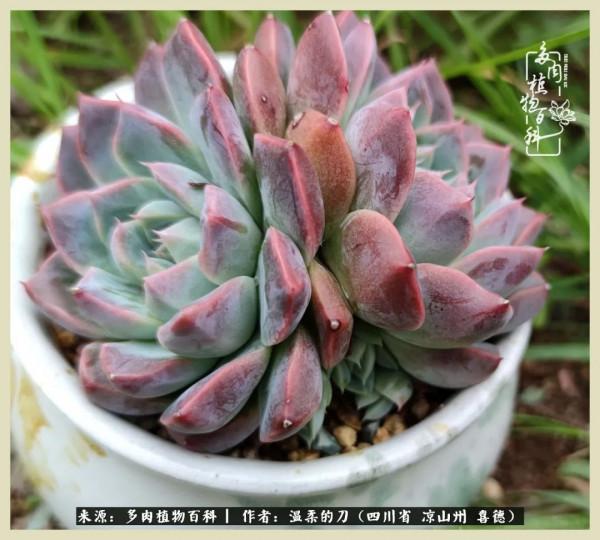 風吹過的夏天,你是仙子落凡間 風吹過的夏天,你是仙子落凡間