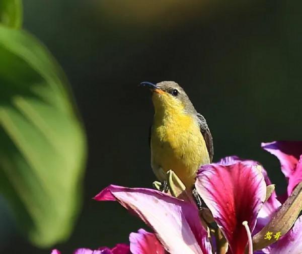 分享圖片一紫喉花蜜鳥 特別罕見珍貴的小鳥
