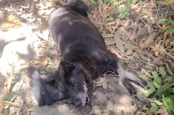 狗狗患病主人不救反而給它挖坑，他一邊挖一邊對它說：你快死吧