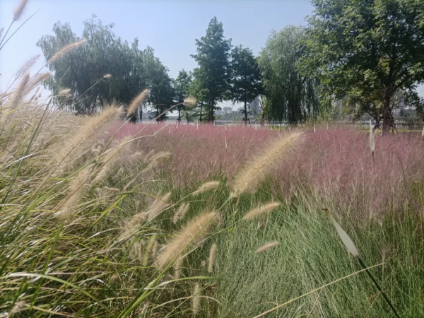 粉色浪漫再次籠罩浦東濱江，這個網紅打卡地等你來