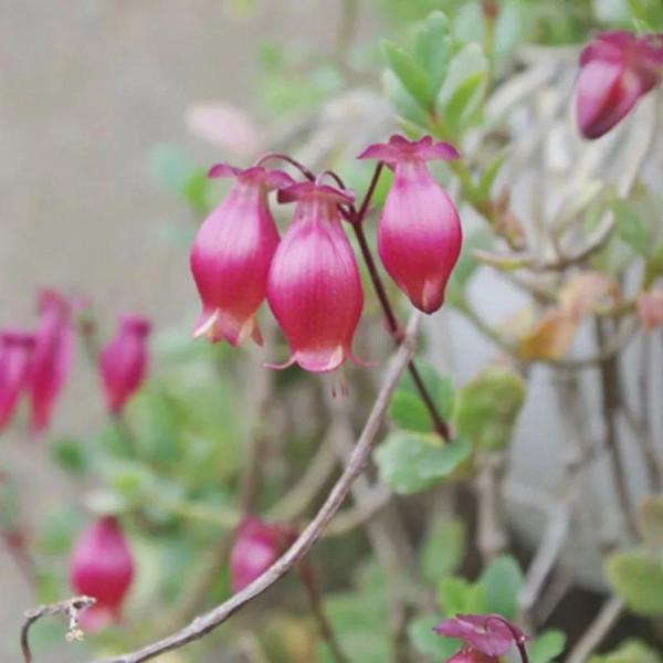 衛生間裡養盆蕨,淨化空氣,滿眼綠意 衛生間裡養盆蕨,淨化空氣,滿眼綠意