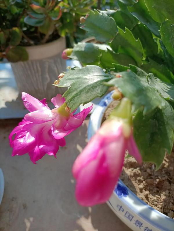 《不了情》——大衛原創詩