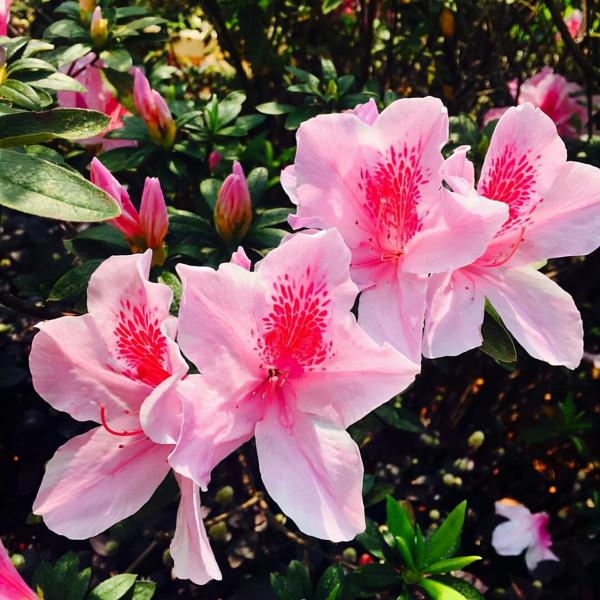 4種花最怕見太陽,別不當回事!不然要死光 4種花最怕見太陽,別不當回事!不然要死光