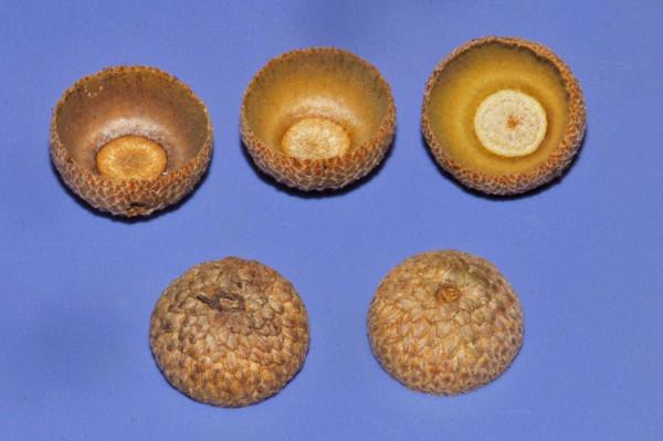 奇妙的橡子家族