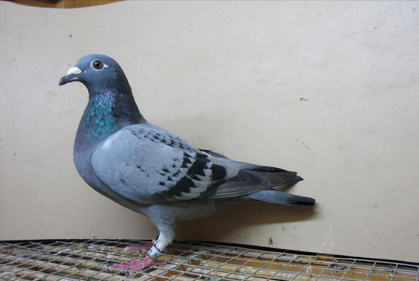 這種羽色的鴿子育種很有用 這種羽色的鴿子育種很有用