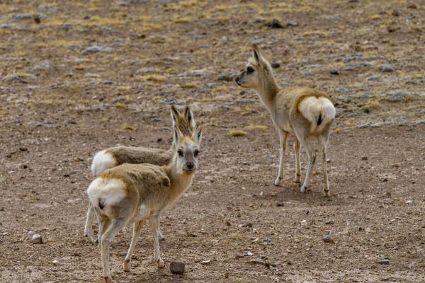 西藏三月份旅遊拒絕手忙腳亂 這8大西藏旅遊禁忌你都知道嗎？