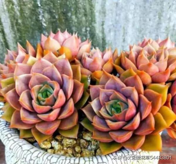 多肉玫瑰夫人這樣養，出狀態才能美若天仙