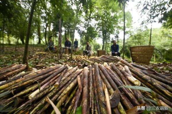 帶你認識16種不同的野菜，附帶圖片和吃法，若見到請珍惜