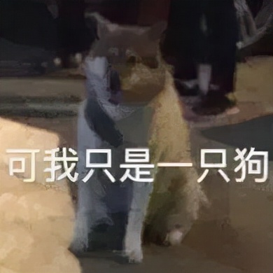 &OpenCurlyDoubleQuote;打車被拒載後，我家狗學會了騎車&rdquo;