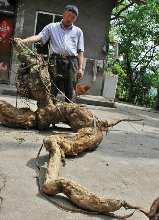 2019年，四川農民挖出250斤重的“樹根”，不久後賣出100萬元高價