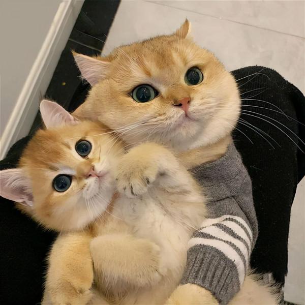 超準!你養什麼貓,就代表你是什麼性格 超準!你養什麼貓,就代表你是什麼性格