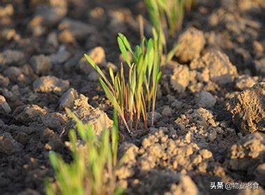 火災後的恢復可能導致儲存的碳量比長期在草原中釋放得更多