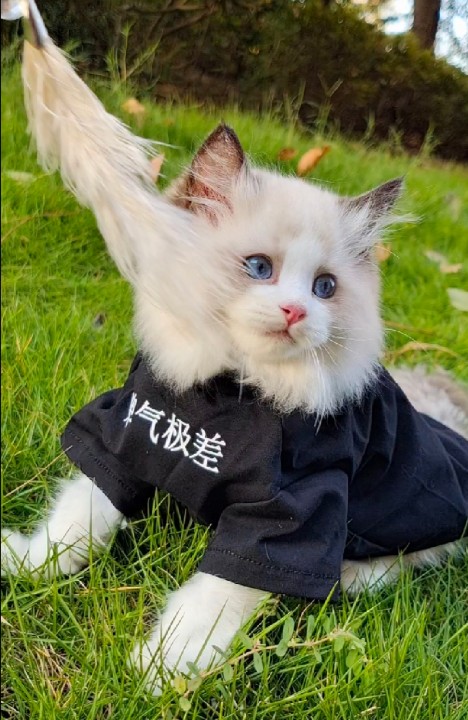 貓平時注意多注意這些,以後會避免很多不必要的疾病 貓平時注意多注意這些,以後會避免很多不必要的疾病