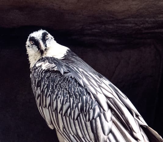 什麼鳥飛得最高？盤點世界上飛得最高的10只鳥