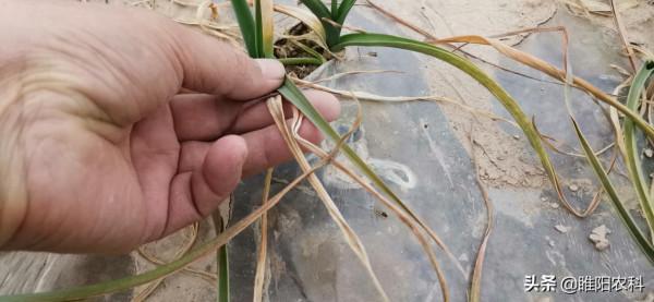 拉尼娜來臨前，噴施這個防凍配方，有效解決作物凍害難題