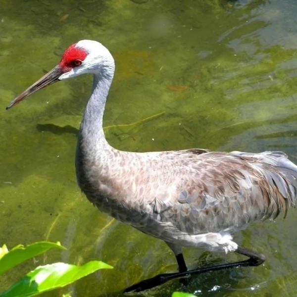 鳥的世界 鳥的天堂