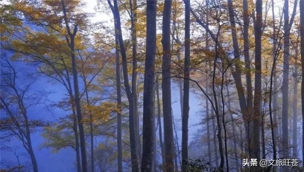 這裡的彩林美翻了！金秋，走進旺蒼米倉山